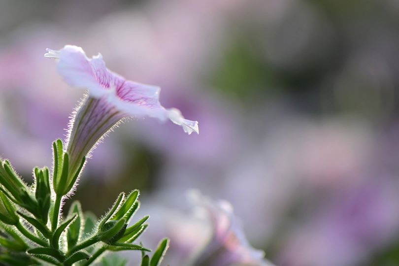 ดอกไม้จากข้างทางในบริเวณก่องกานท์ฟาร์ม