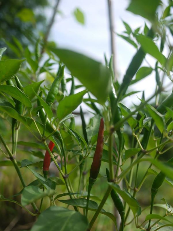 พริกแดงปลูกในแปลงเกษตรก่องกานท์