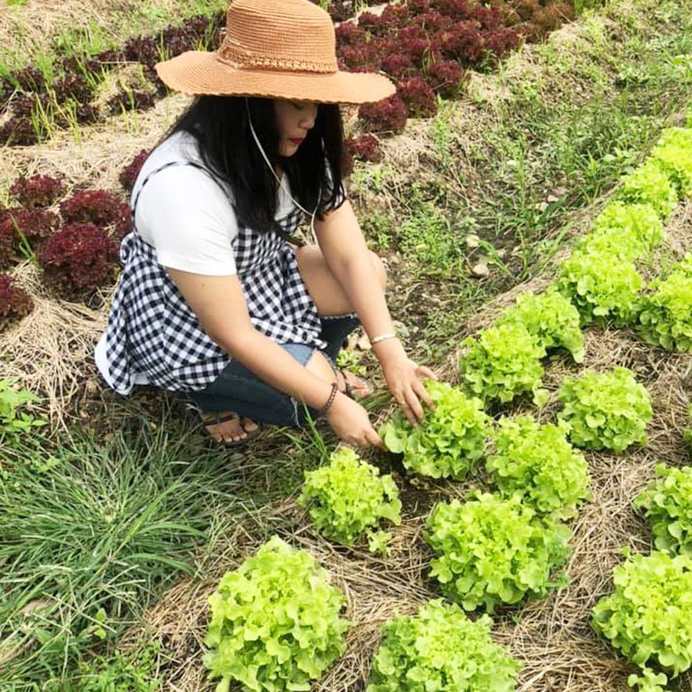 ผักสลัดก่องกานท์