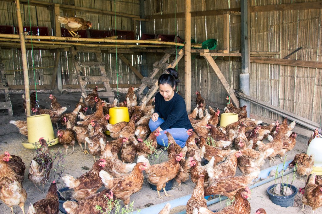 เลี้ยงไก่