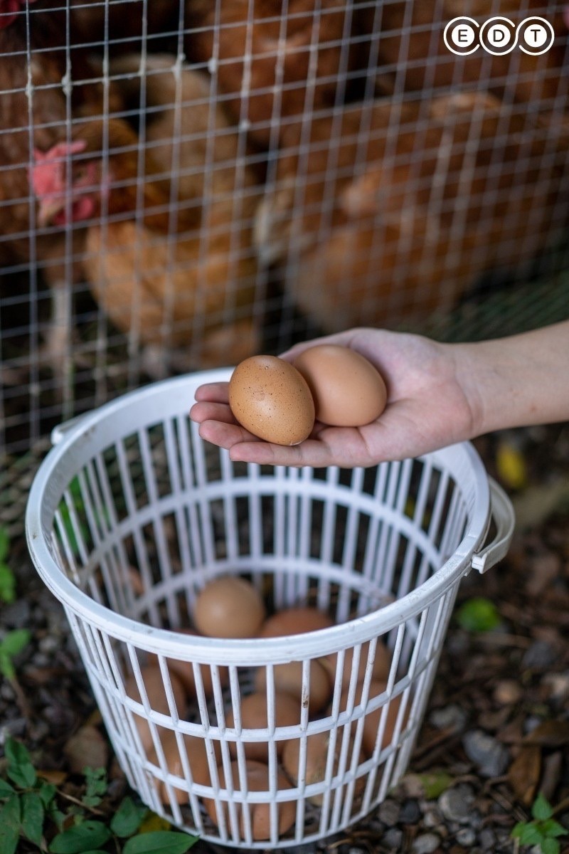 Free-range egg collection