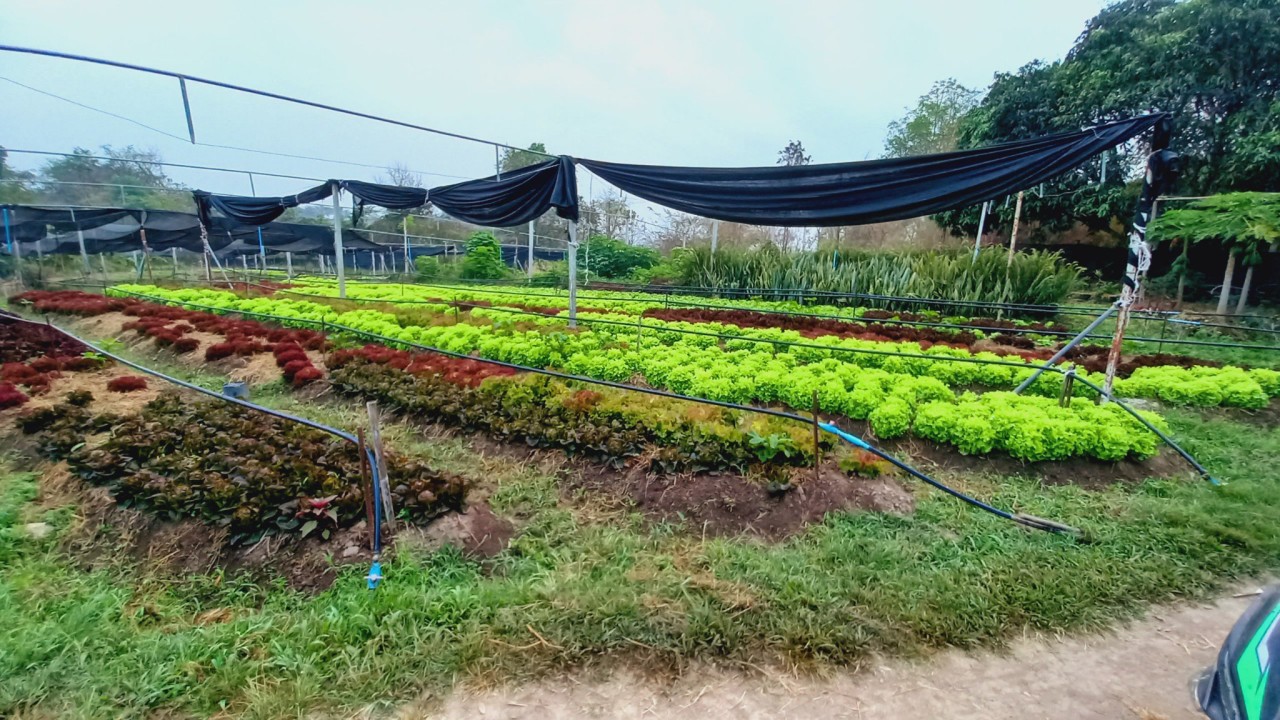 Gaia Food SDG/PGS Organic Farm