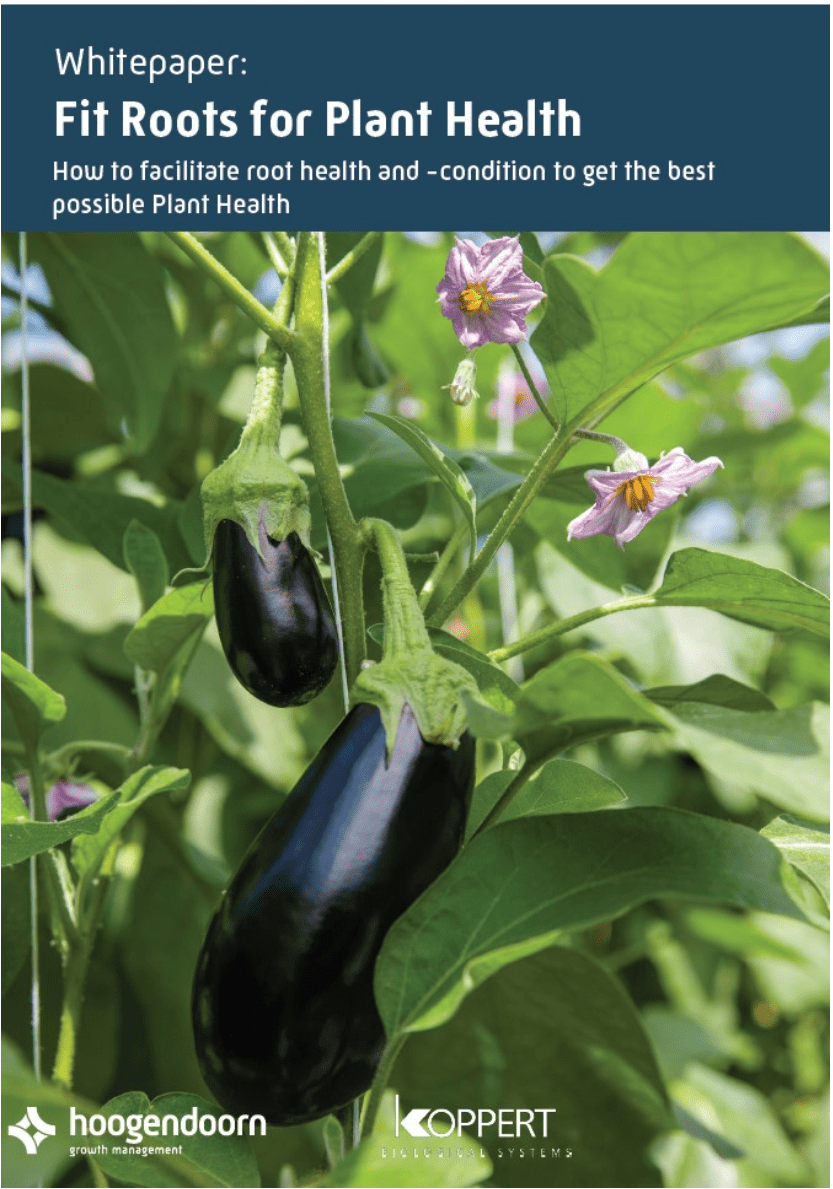 Whitepaper แปลโดย อาจารย์ดรุณี