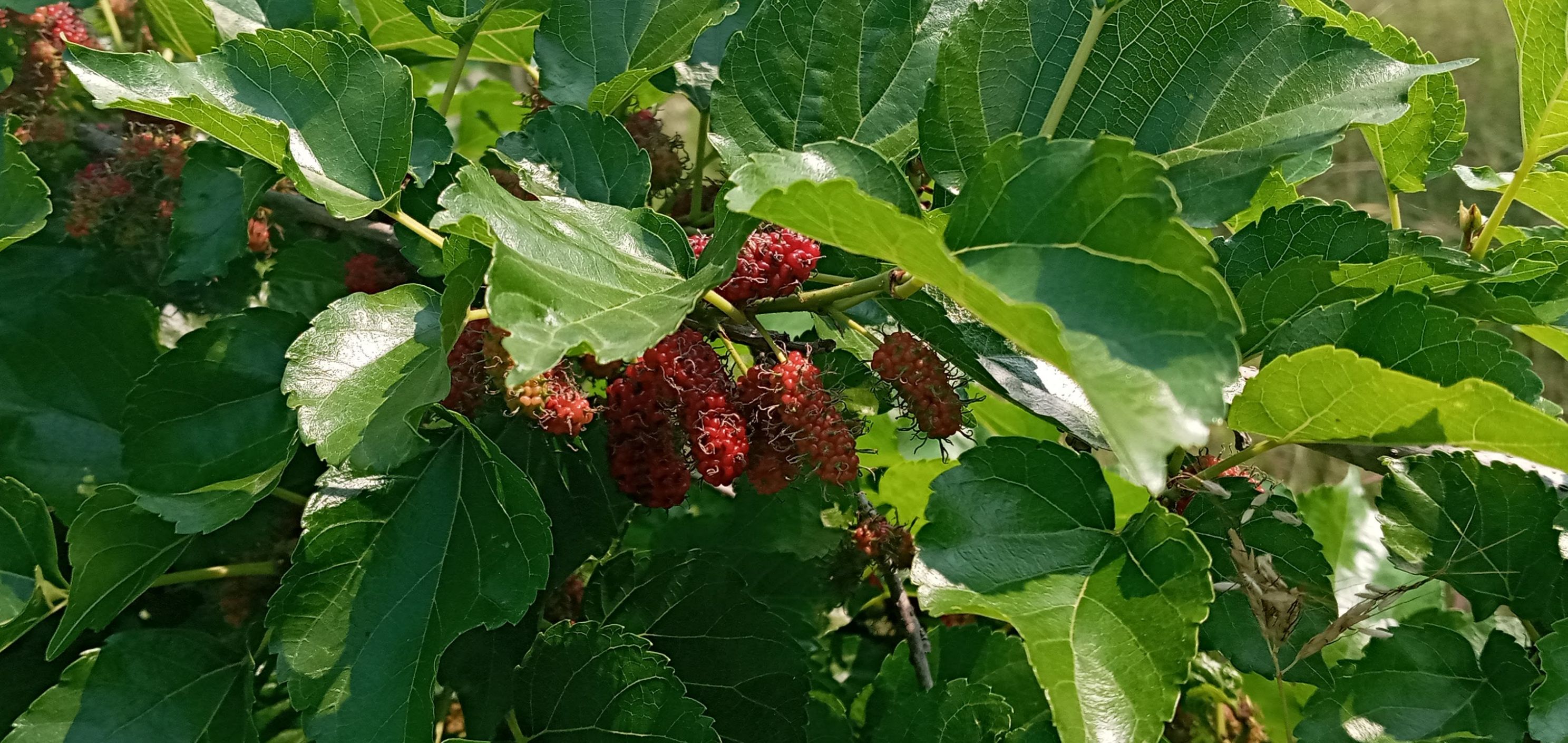 Mulberry cultivated at Kongkarn Cafe